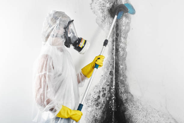 Best Emergency Mold Remediation  in Fairbanks Ranch, CA