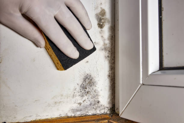 Best Air Quality Testing for Mold Spores  in Fairbanks Ranch, CA